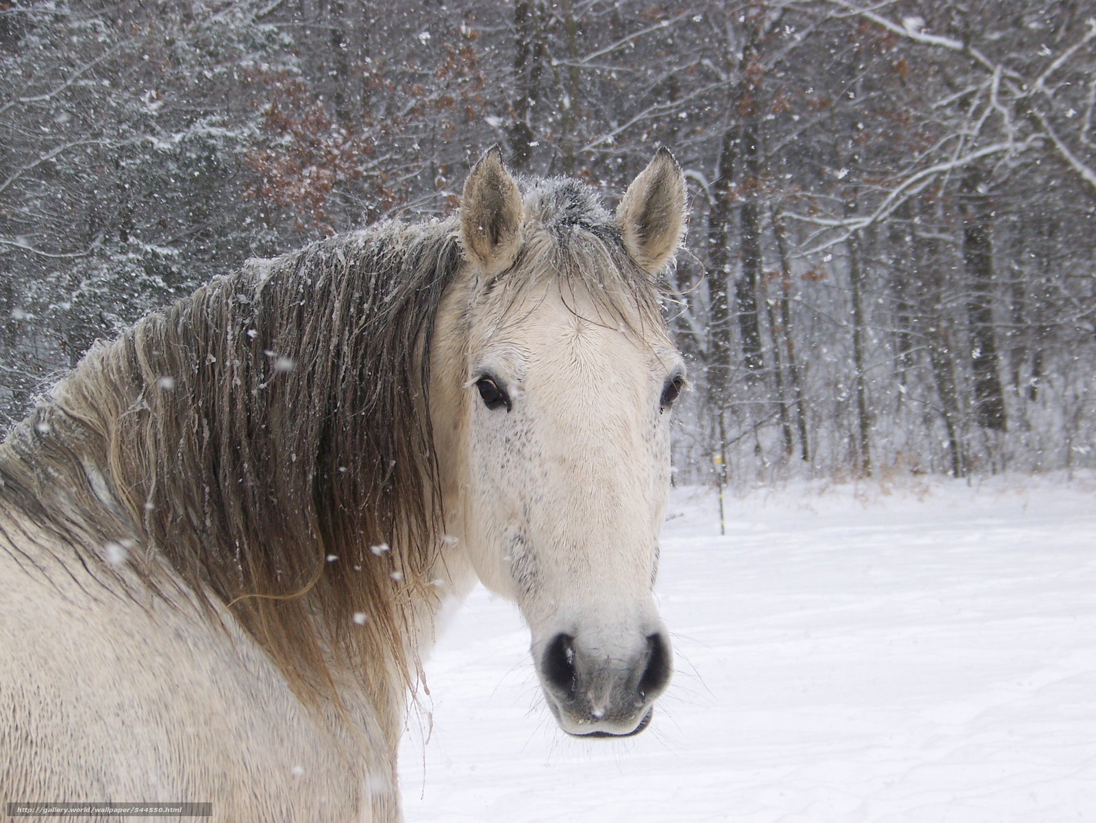 Wallpaper Horse Snow Winter Forest Desktop