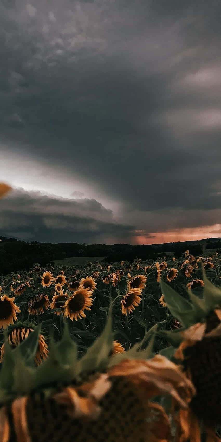 Sunflower Aesthetic iPhone Wallpaper