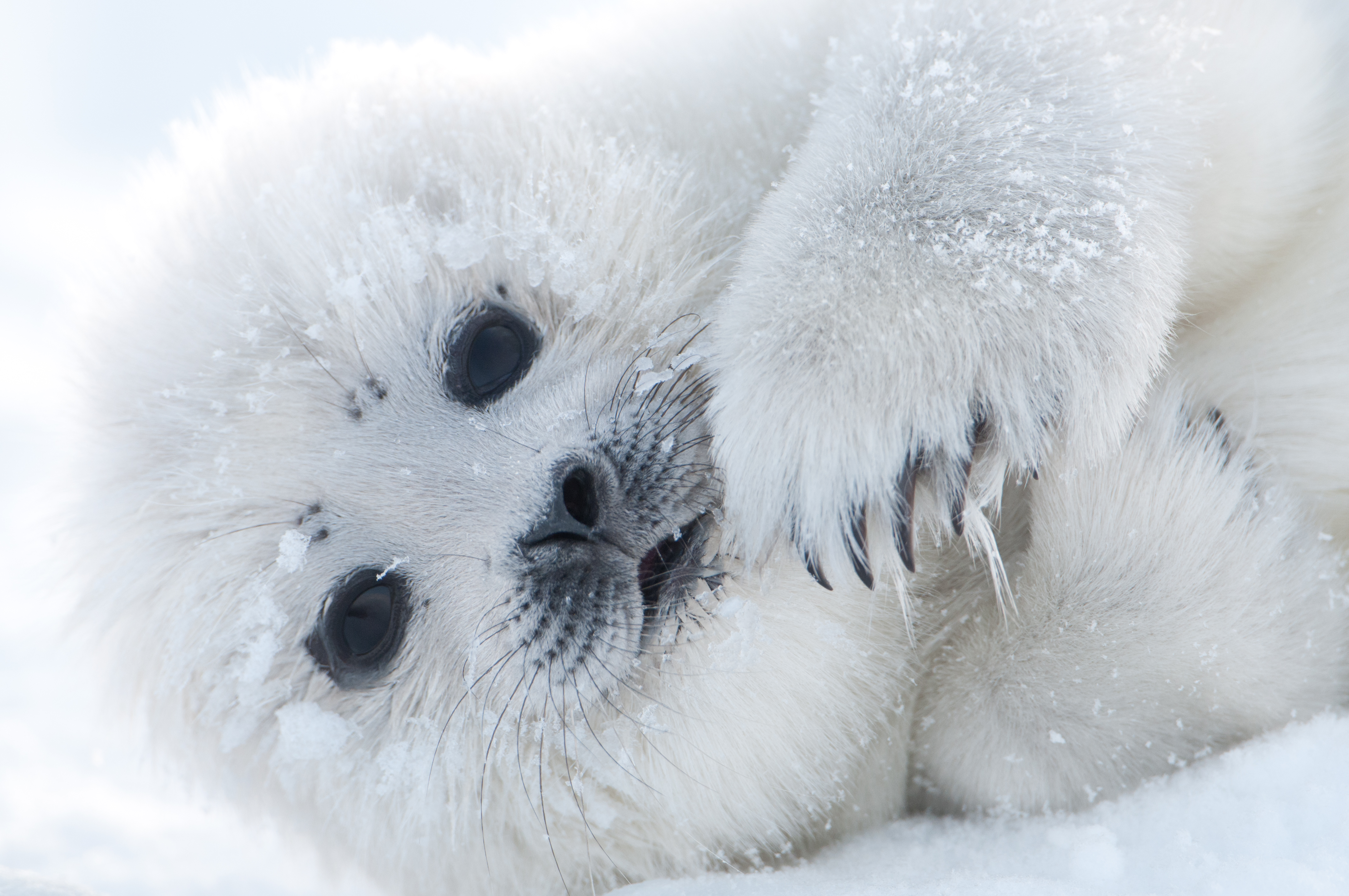 Cute Polar Seal Exclusive HD Wallpaper