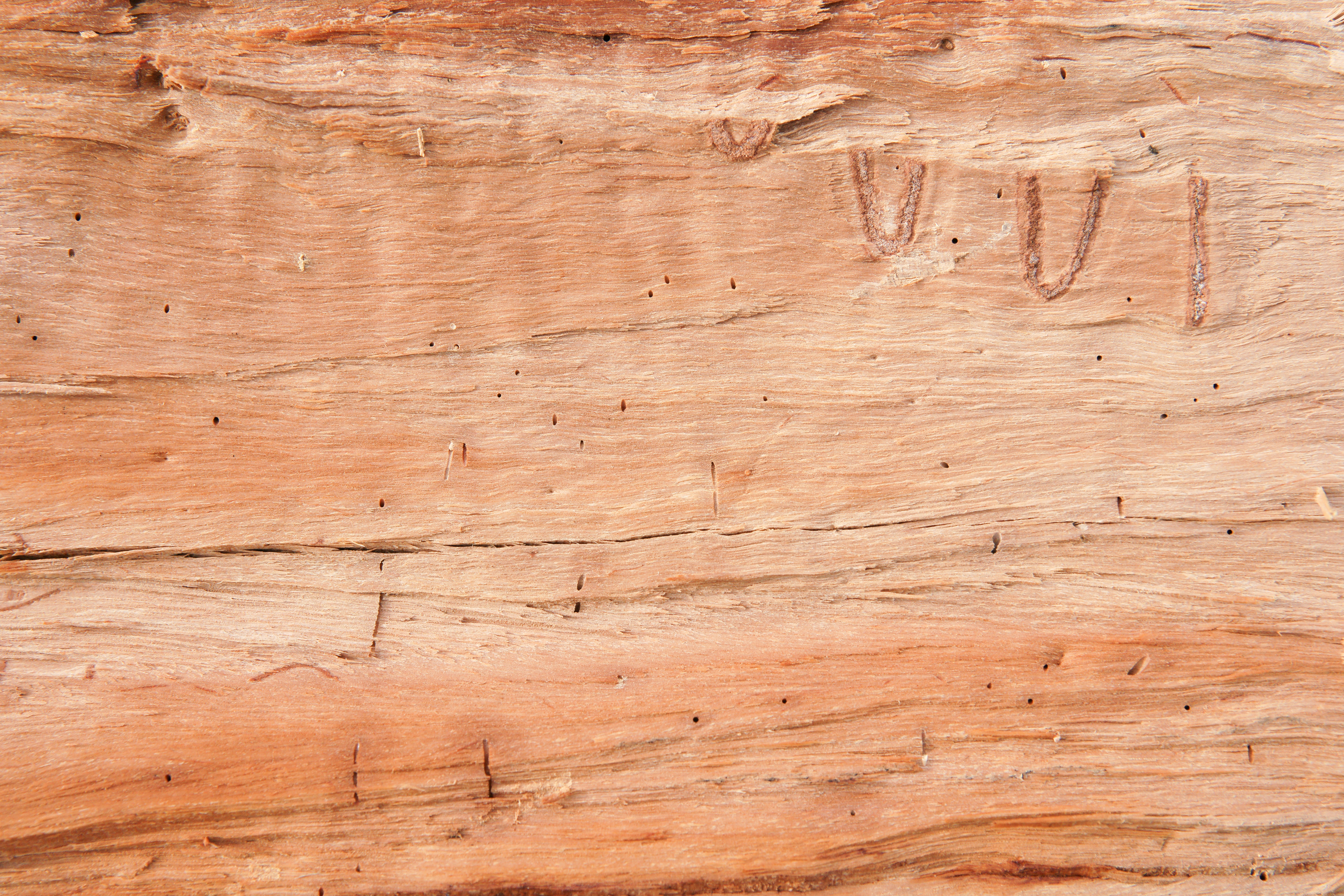 Wood Texture Cut Log Side Background Image