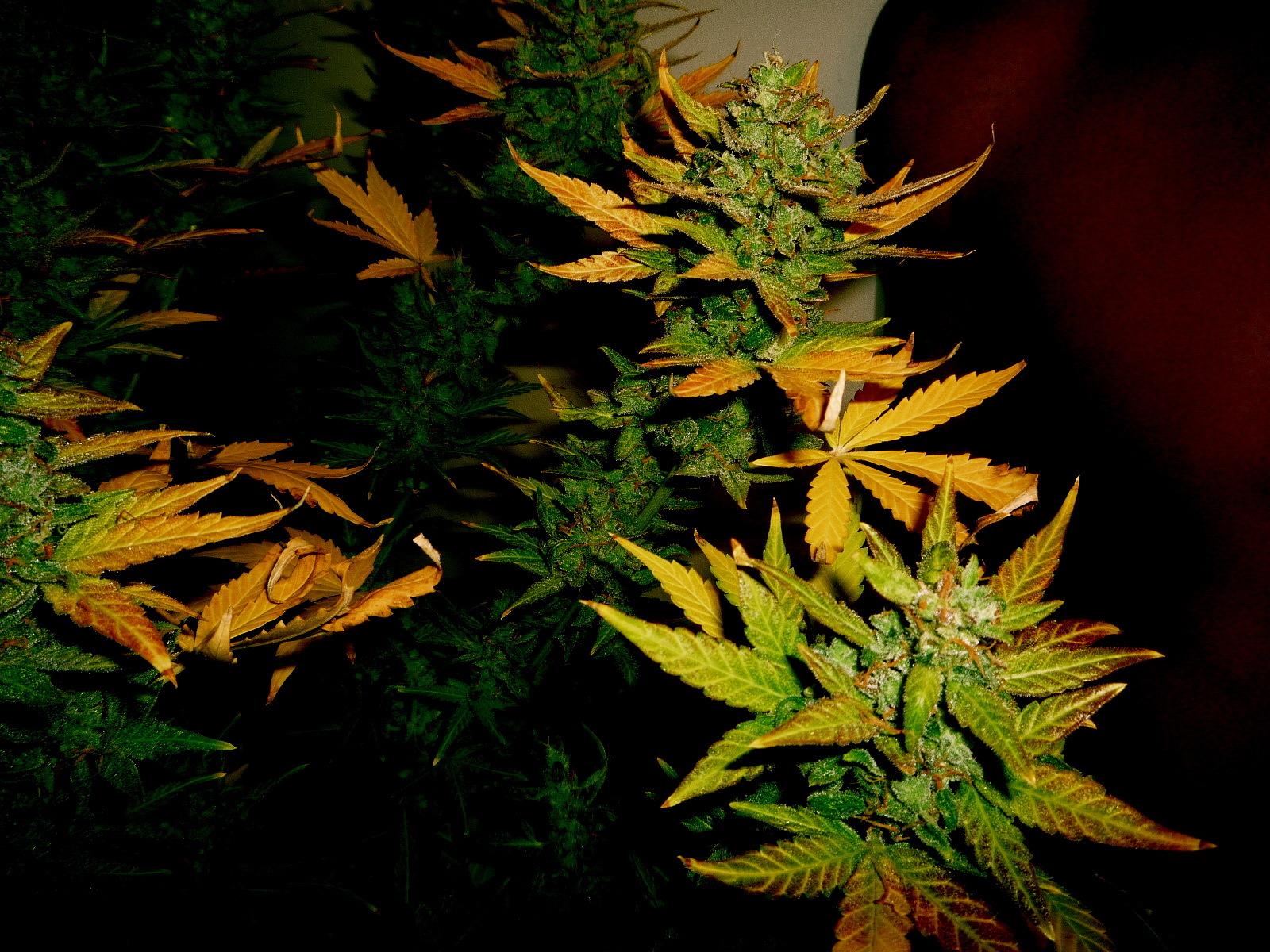 HD Marijuana Desktop Background