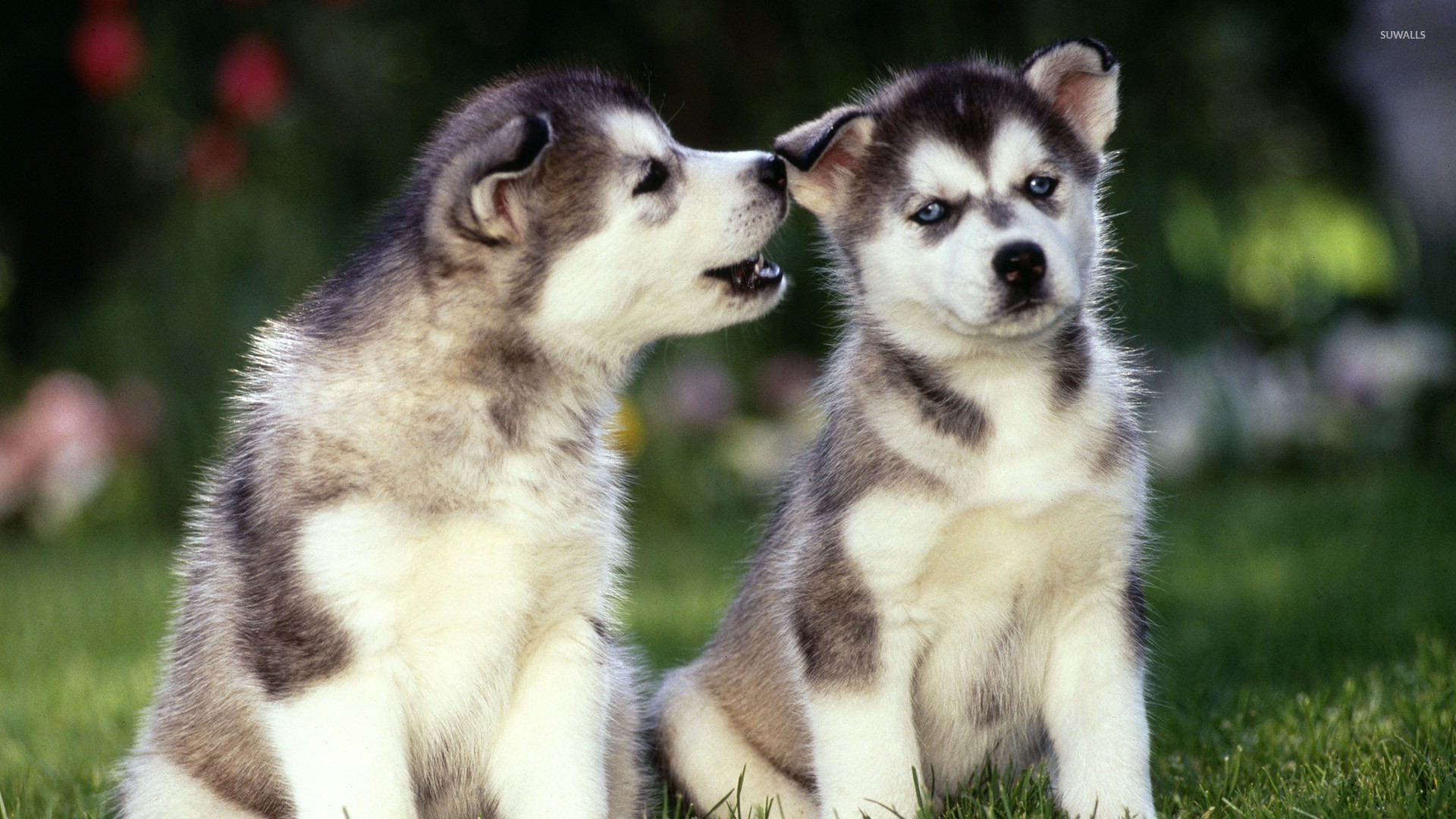 Siberian Husky Puppies Wallpaper Animal