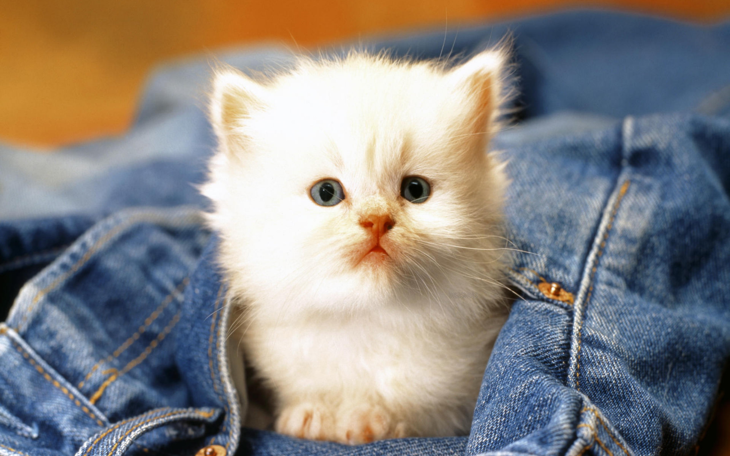 Cute Cat Baby In HD And Widescreen Resolutions Wallpaper