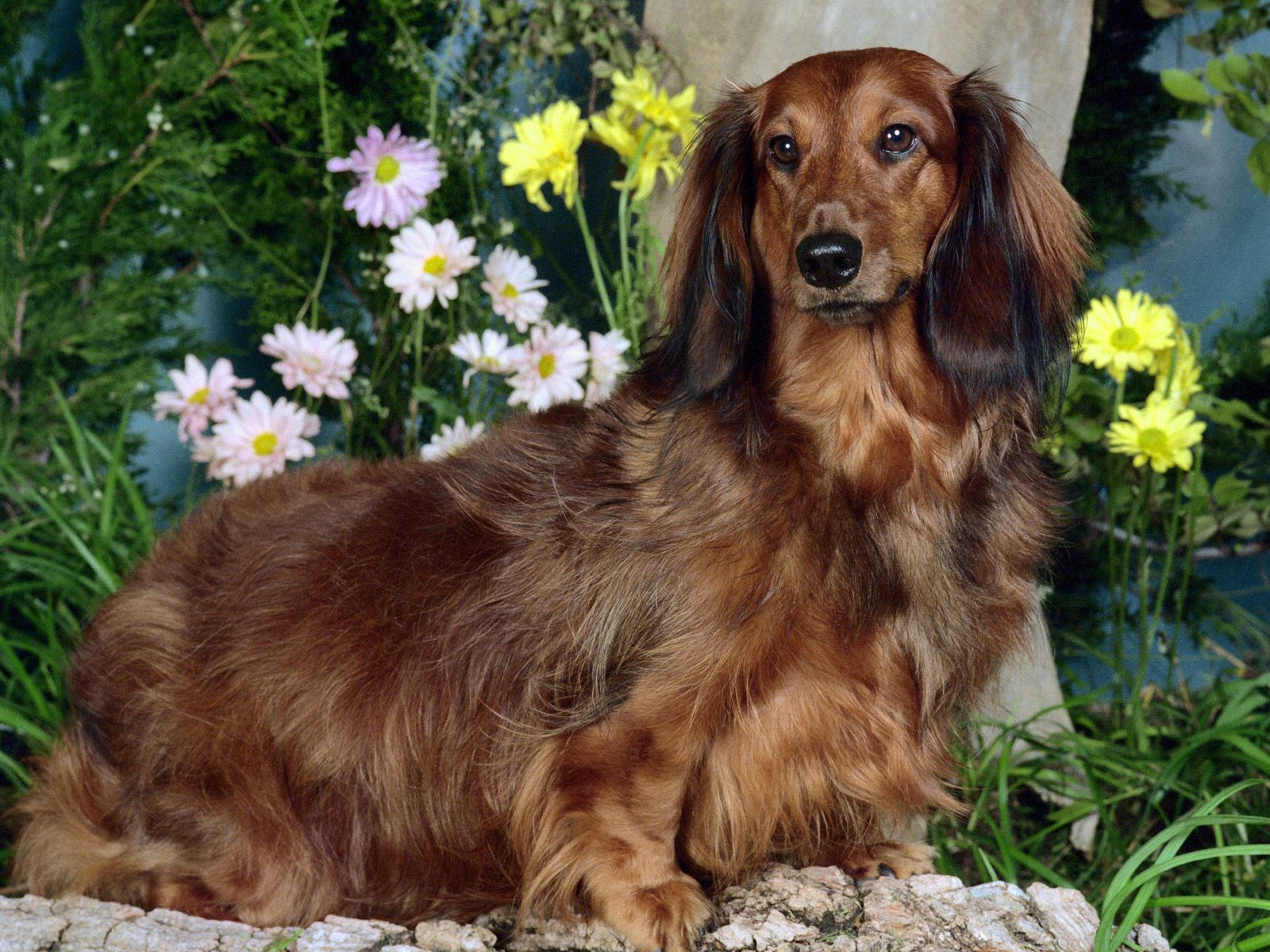Longhair Dachshund Wallpaper Pictures Photos And Background