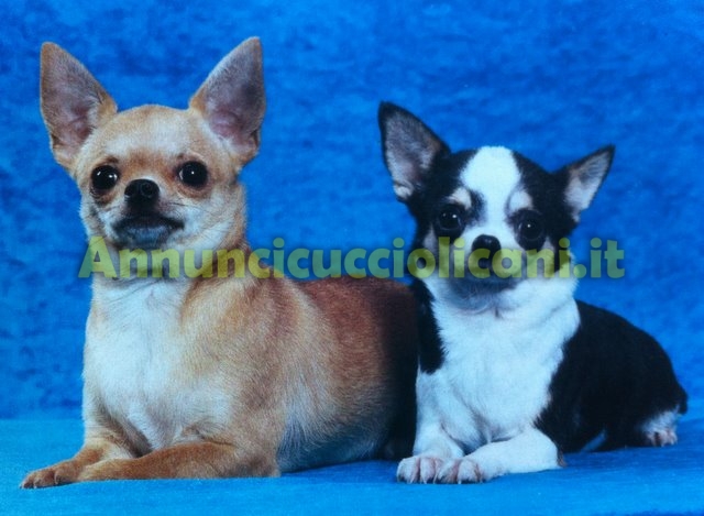 Chihuahua Pelo Lungo Piccoli Cuccioli Di
