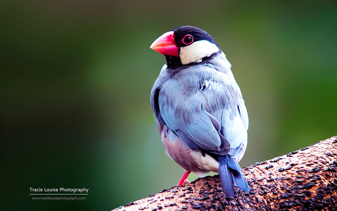 Colorful Bird Microsoft Official Wallpaper Animal