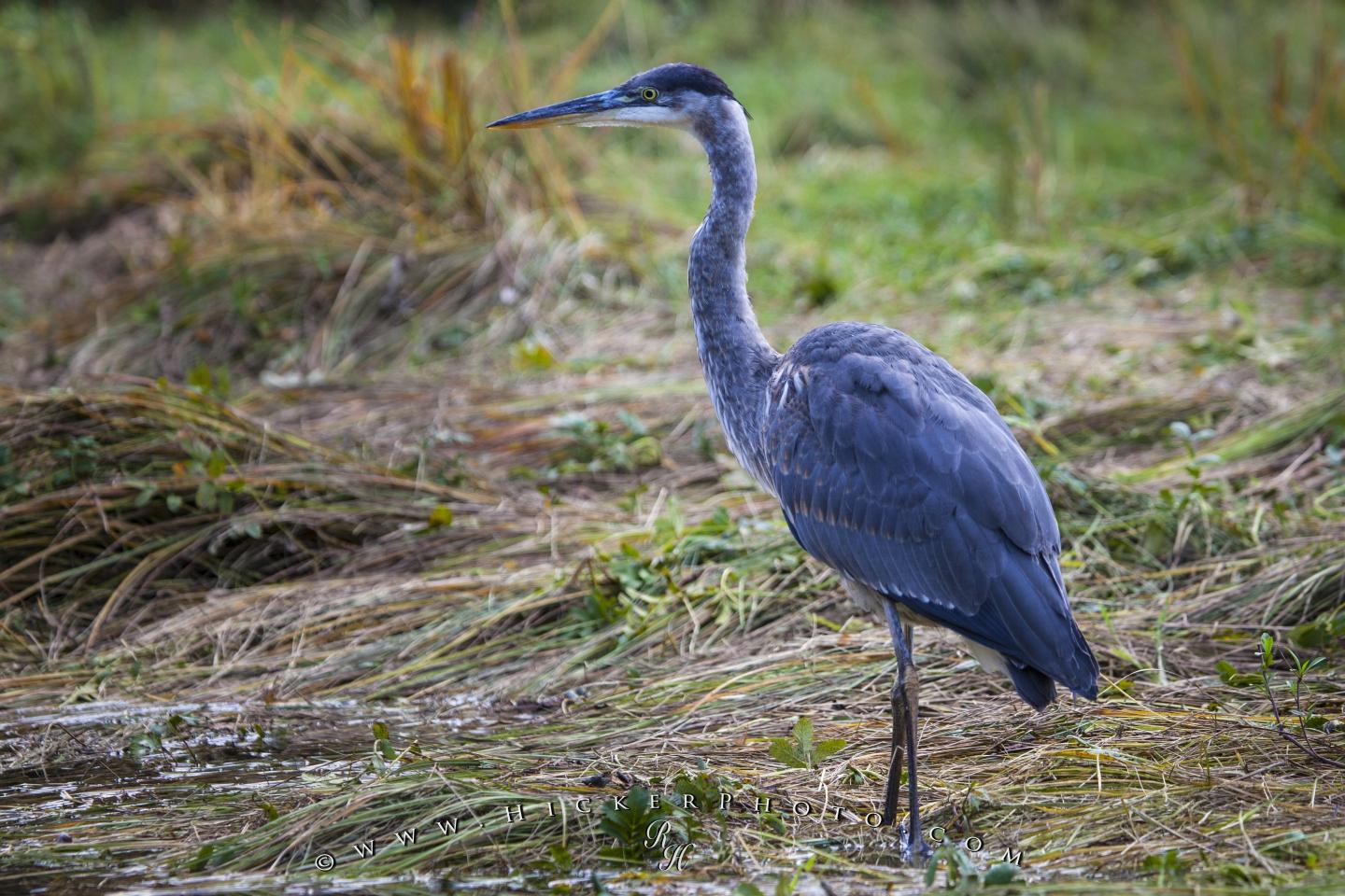 Wallpaper Background Beautiful Blue Heron