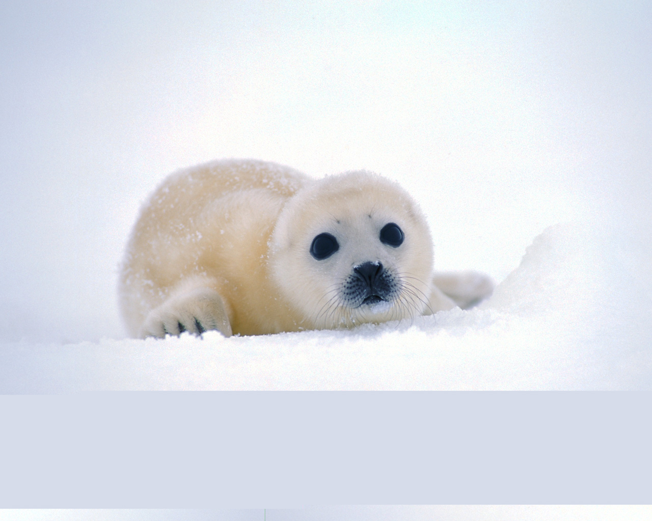 Free download Best Wallpapers Seal Wallpapers [1280x1024] for your