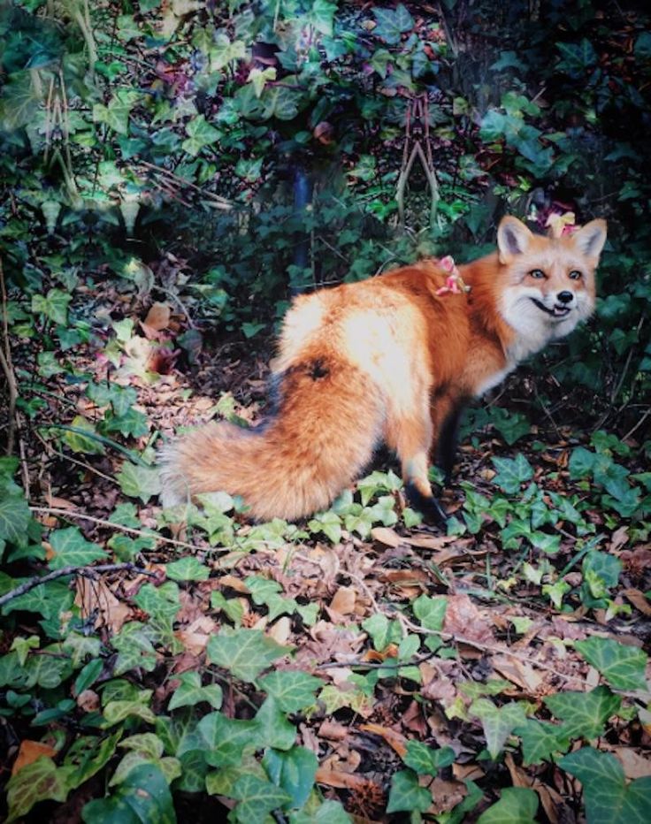 Meet Juniper The Orange Pet Fox That Can T Stop Smiling