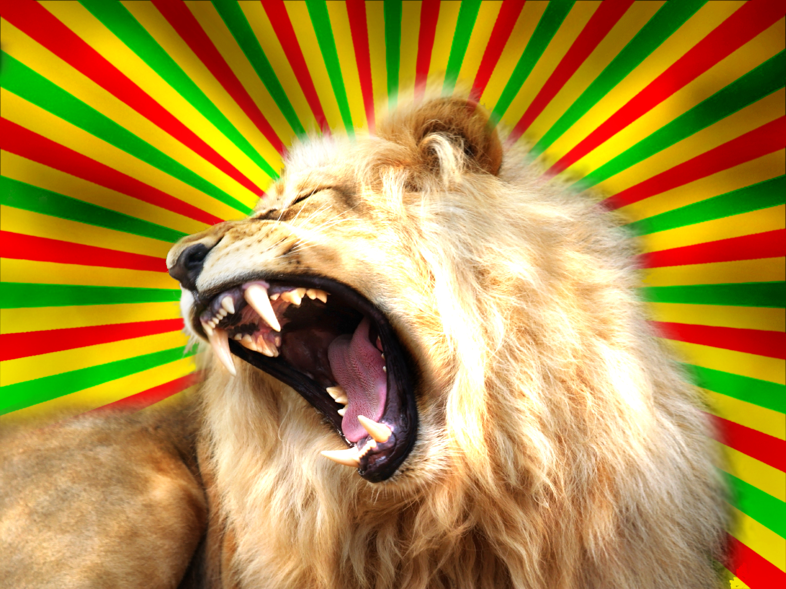Lion Rasta Wallpaper By Hubidesigns