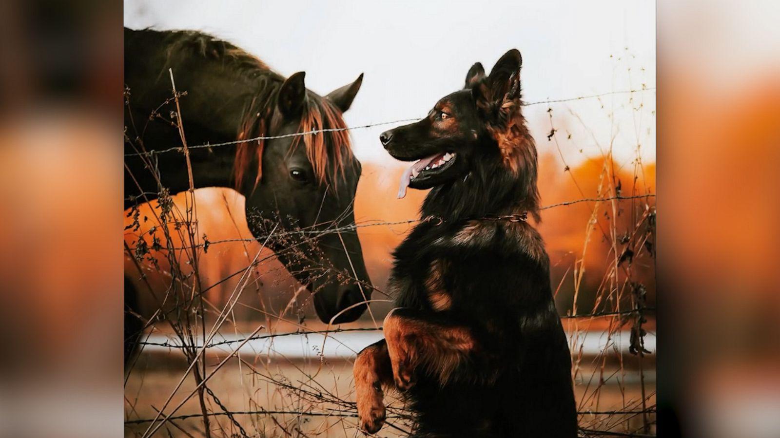 German Shepherd And Horse Pose For Adorable Photo Shoot Good