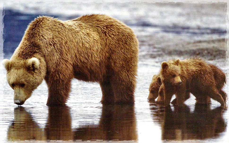 Grizzly Bear Family Wallpaper