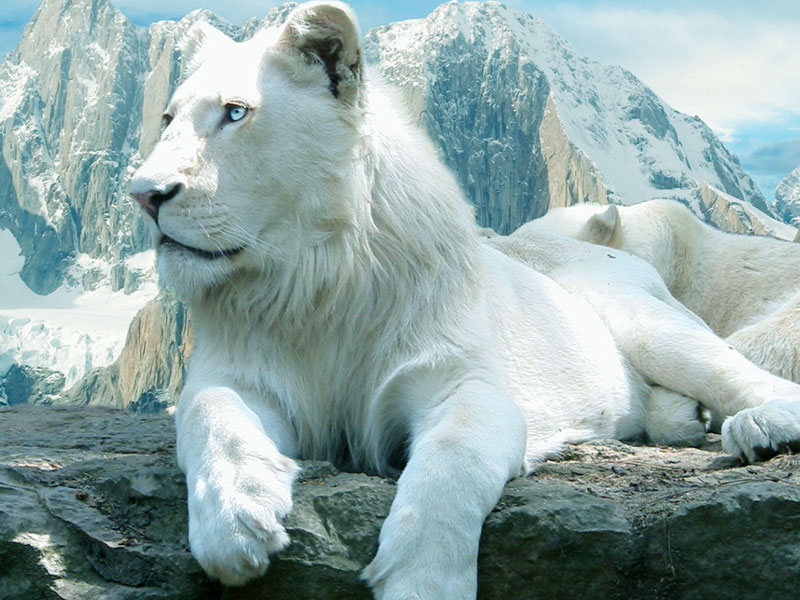 White Lion Desktop Wallpaper HD And