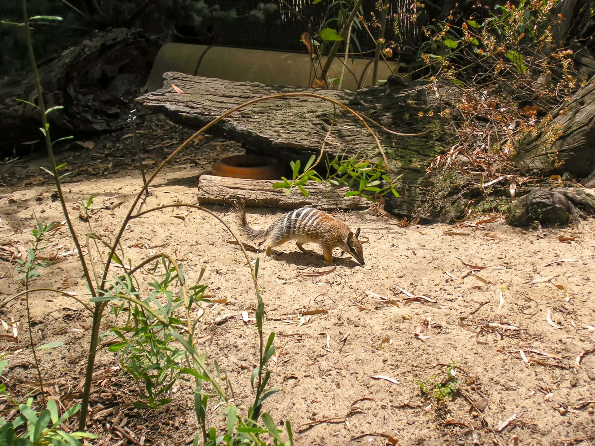 A numbat, also known as a banded anteater, foraging on the sandy ground in its enclosure