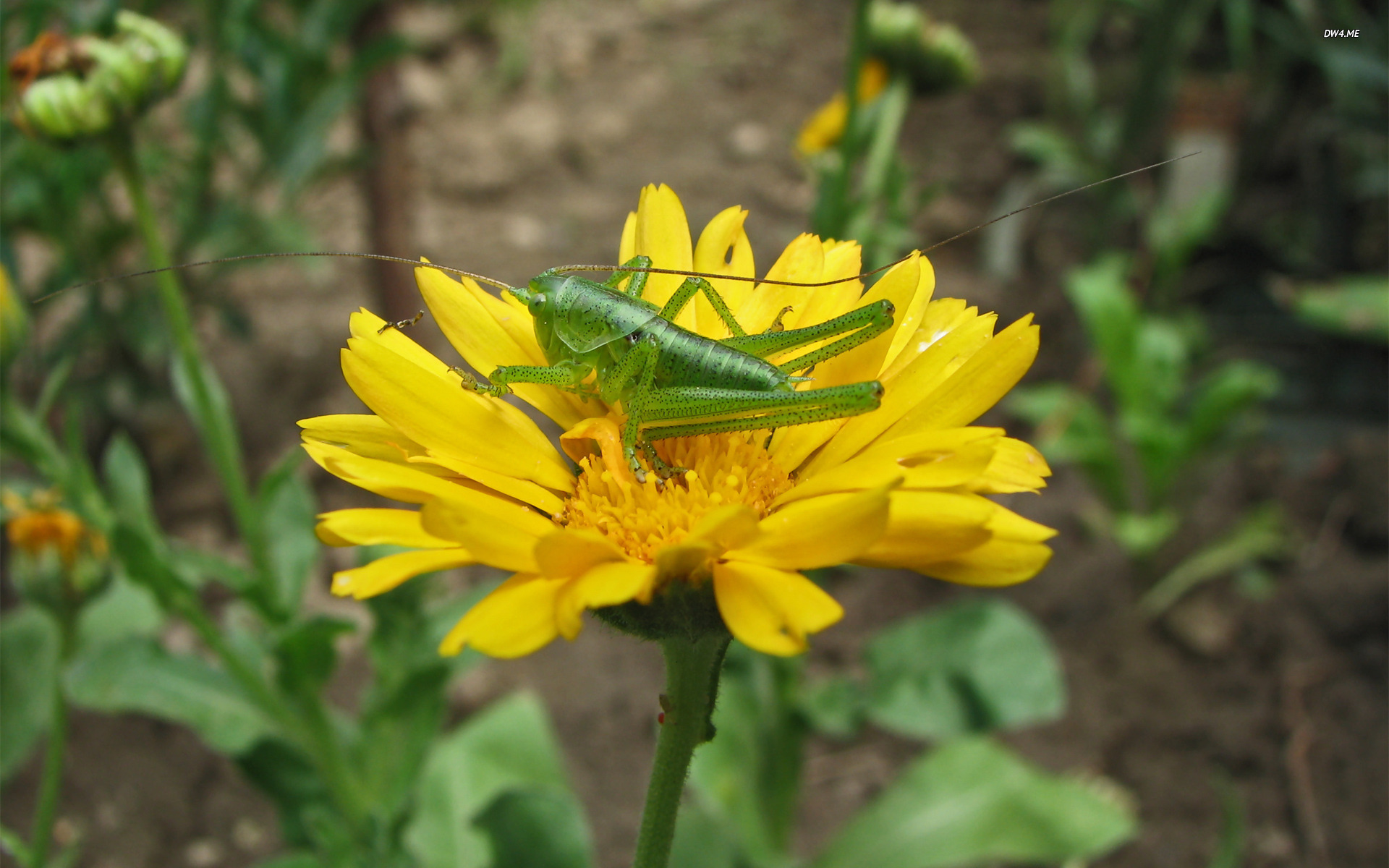 Grasshopper Wallpaper