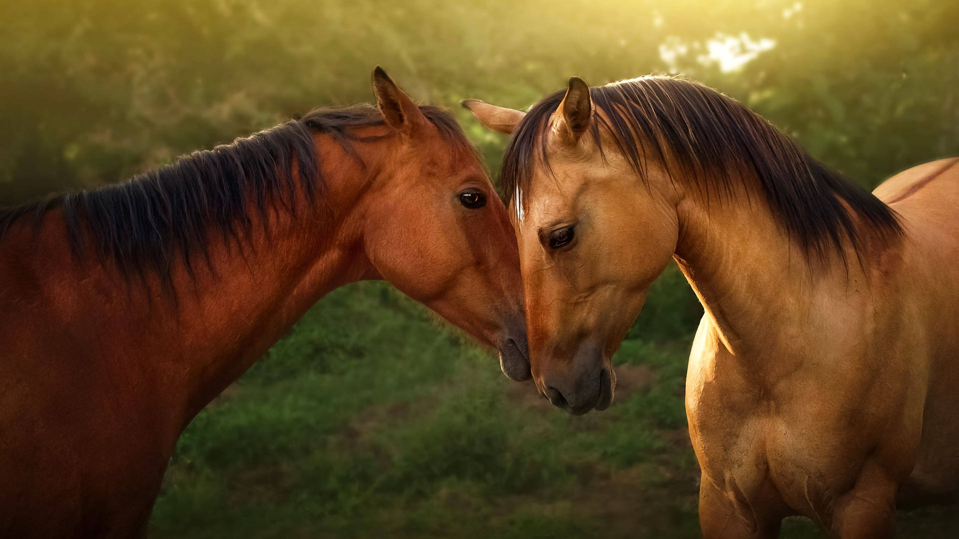 Beautiful Horses Wallpaper