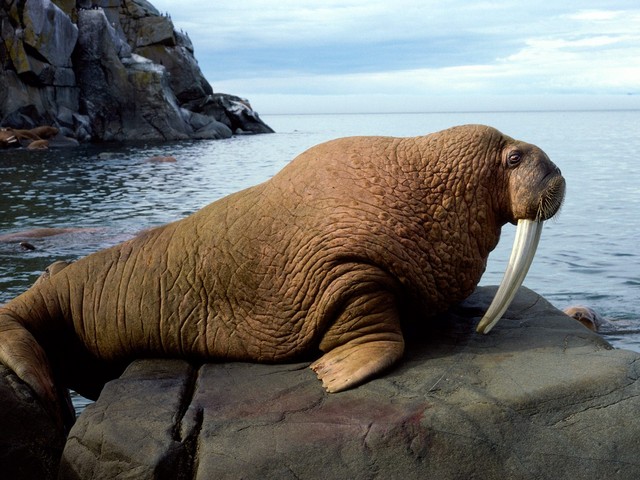 Animal Walrus Wallpaper