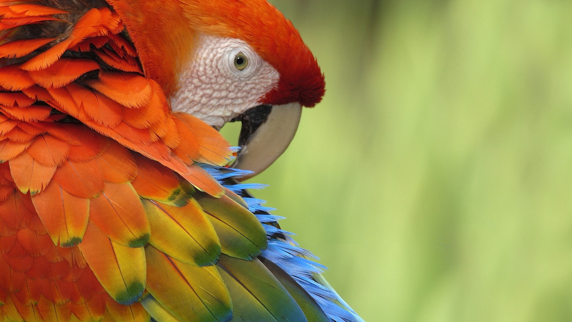 Wallpaper Parrot Feathers Color Colorful