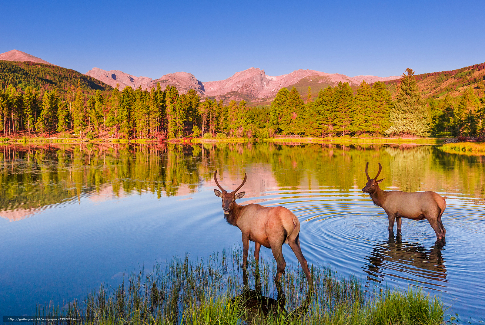 Download wallpaper Rocky Mountain National Park Sprague Lake lake