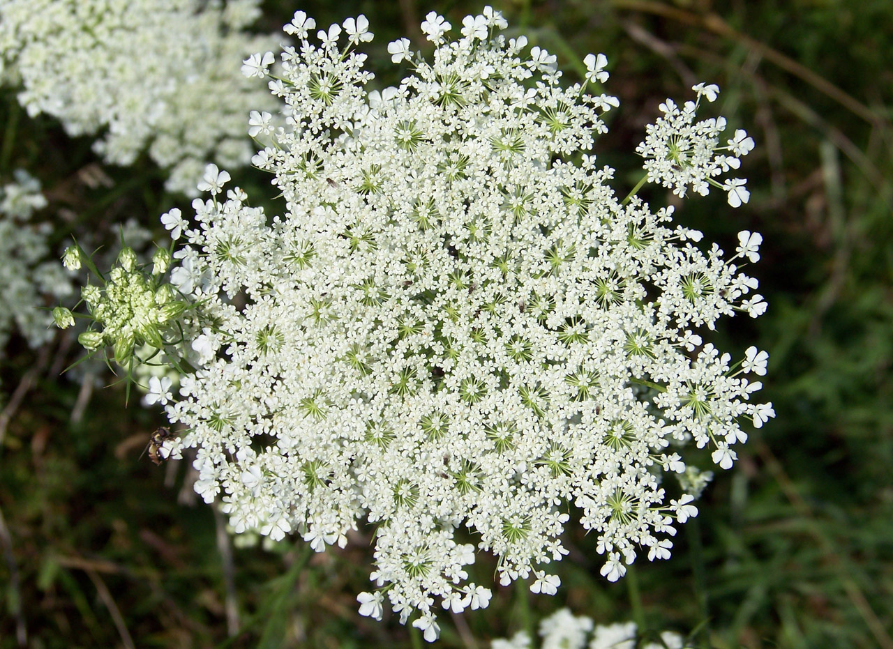 Image Queen Anne S Lace Pc Android iPhone And iPad Wallpaper