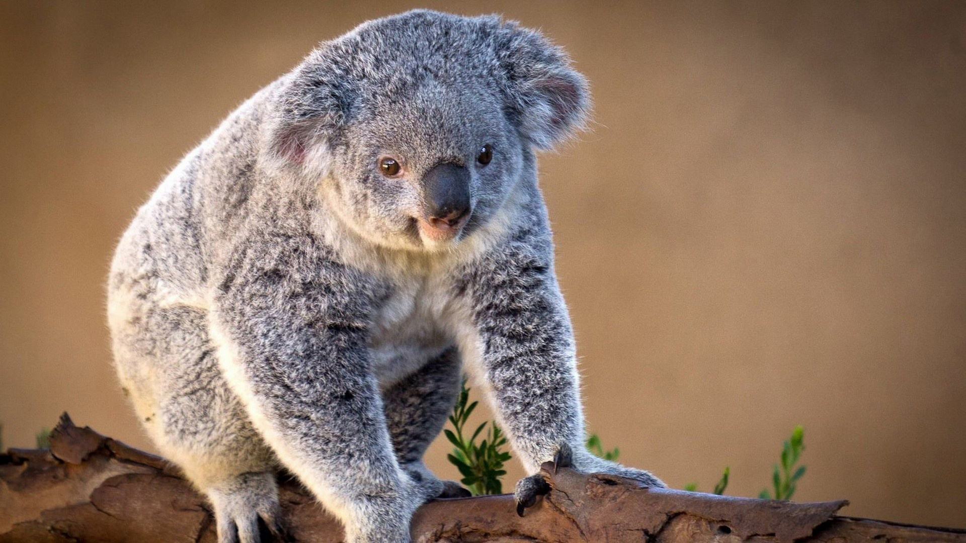 Hauptseite Tiere HD Hintergrundbilder Koala Wallpaper