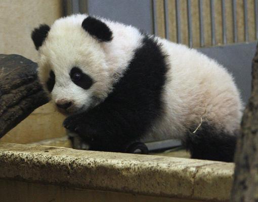 Free Download Panda Bear Wallpaper Hd Free Wallpaperswallpaperhdorgwallpapersoso 510x400 For Your Desktop Mobile Tablet Explore 48 Panda Bear Wallpaper Border Panda Bear Wallpaper Panda Wallpapers For Desktop Cute Panda Desktop Wallpaper