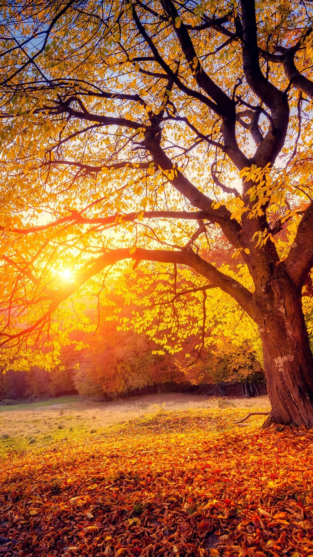Enjoy The Changing Colors Of Autumn With iPhone Plus Wallpaper