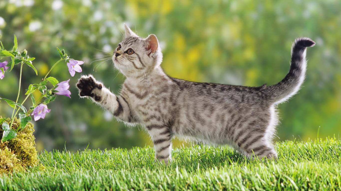 The cat also known as the domestic cat or housecat is currently the 1366x768