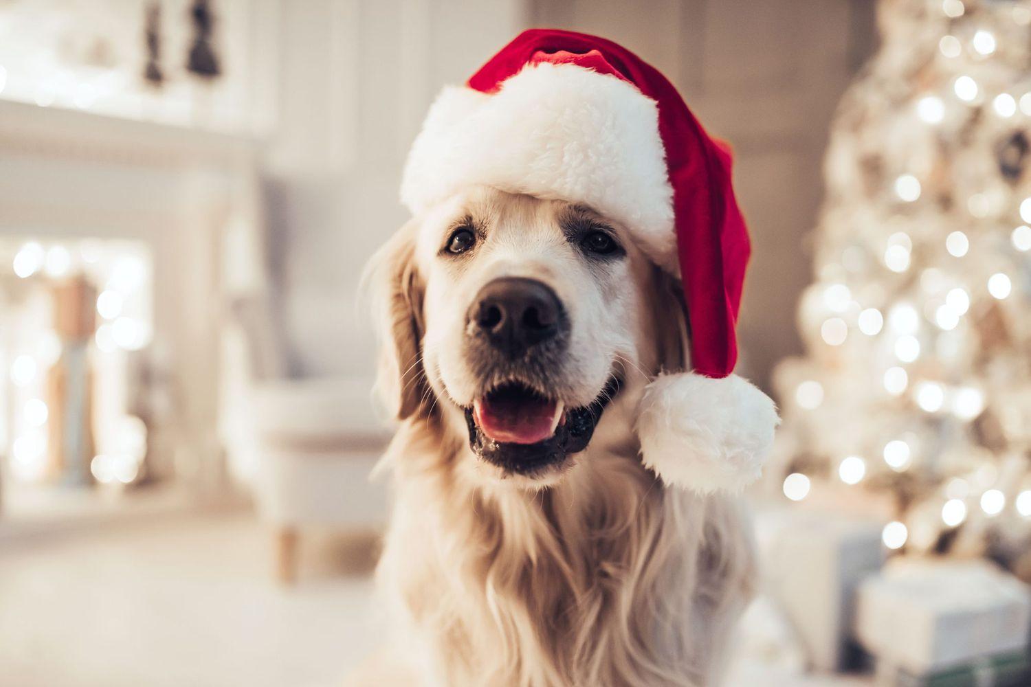 This Is The Most Popular Holiday Song Among Dogs According To A