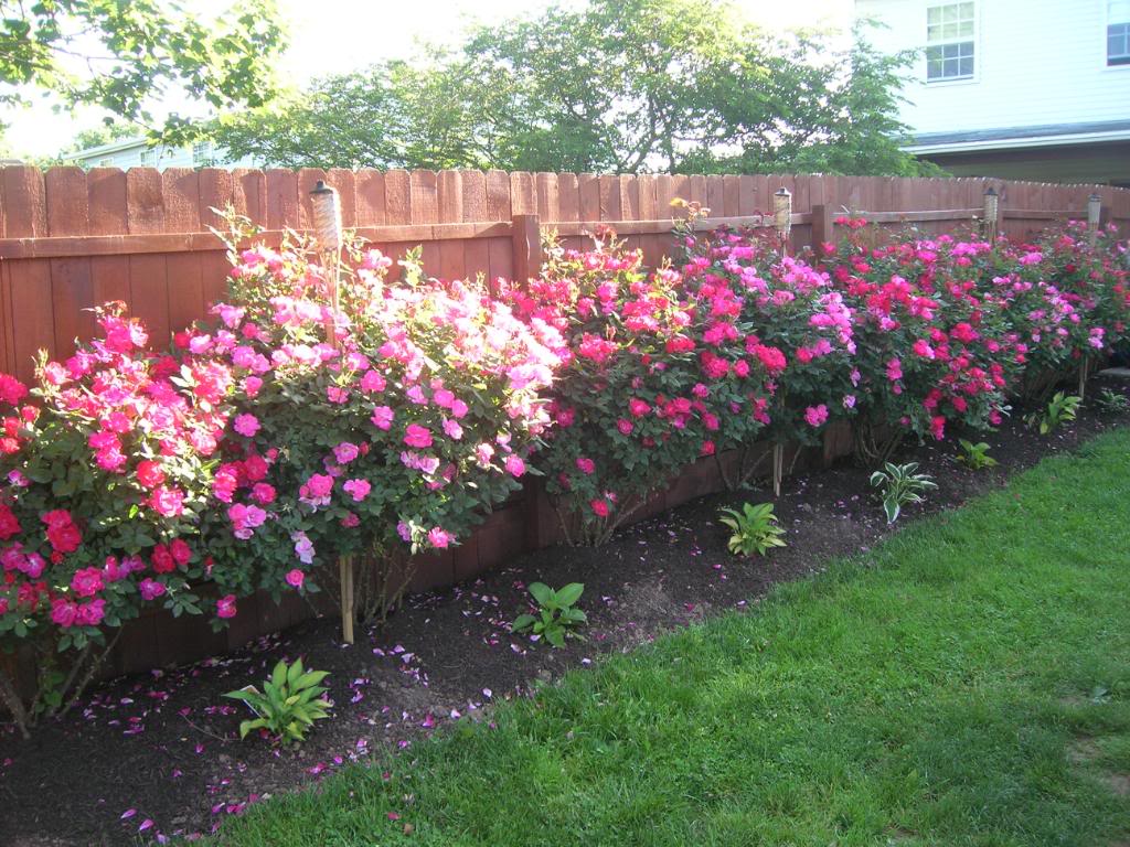 cliserpudo Backyard Rose Garden Images