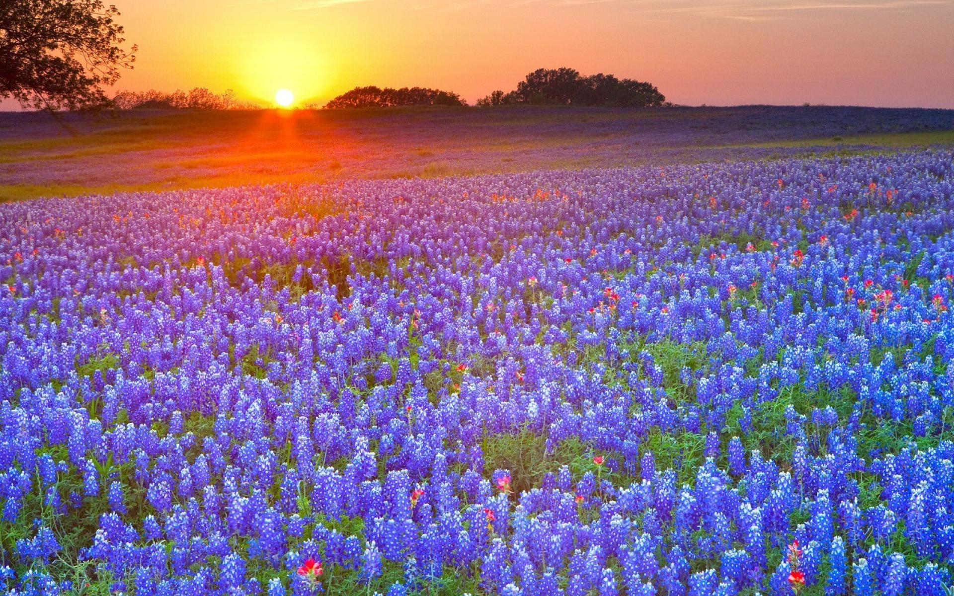 Country Texas Meadows Blue Flowers Bluebon Wallpaper