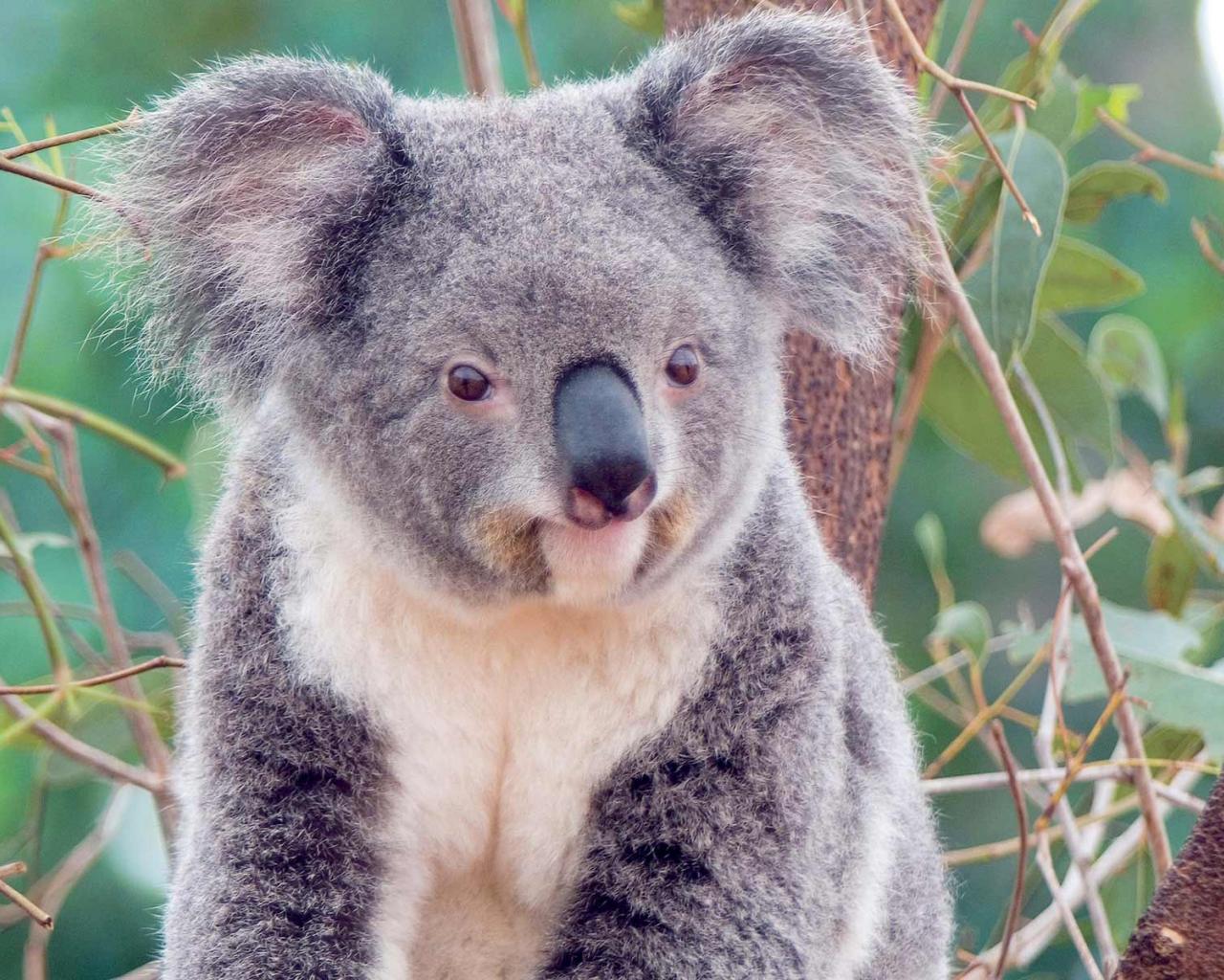 Animal Koalas Cute Koala Bear Photo Photos