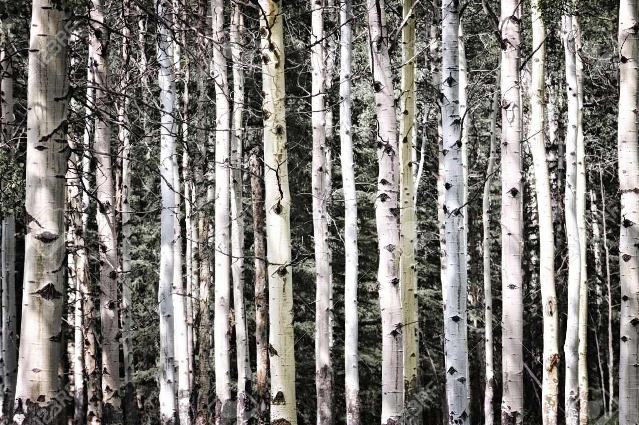 Aspen Tree Trunks In Forest As Natural Background Stock Photo