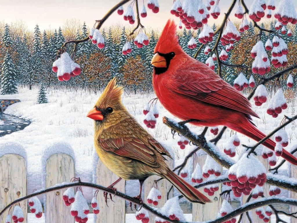 Cardinals Birds Winter Trees Berries Fencee Nature