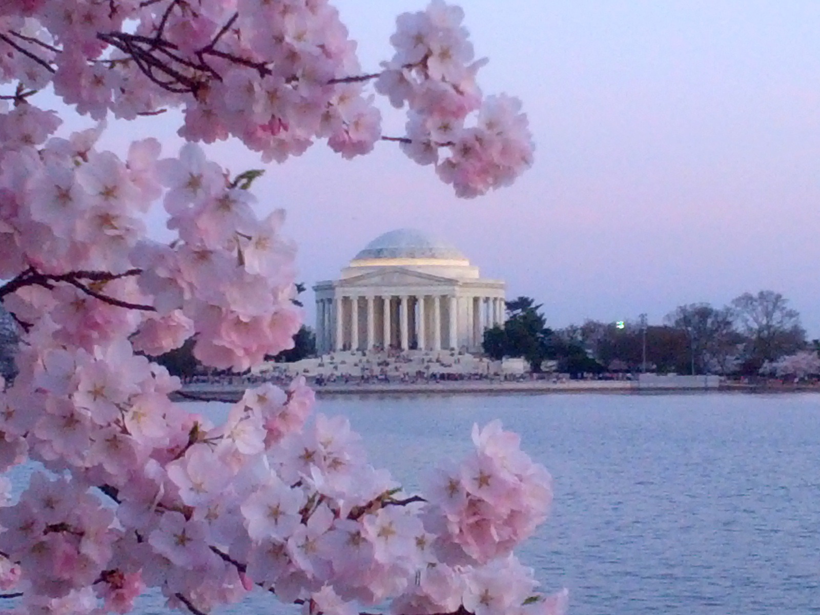 Wallpaper Washington Dc Cherry Blossoms