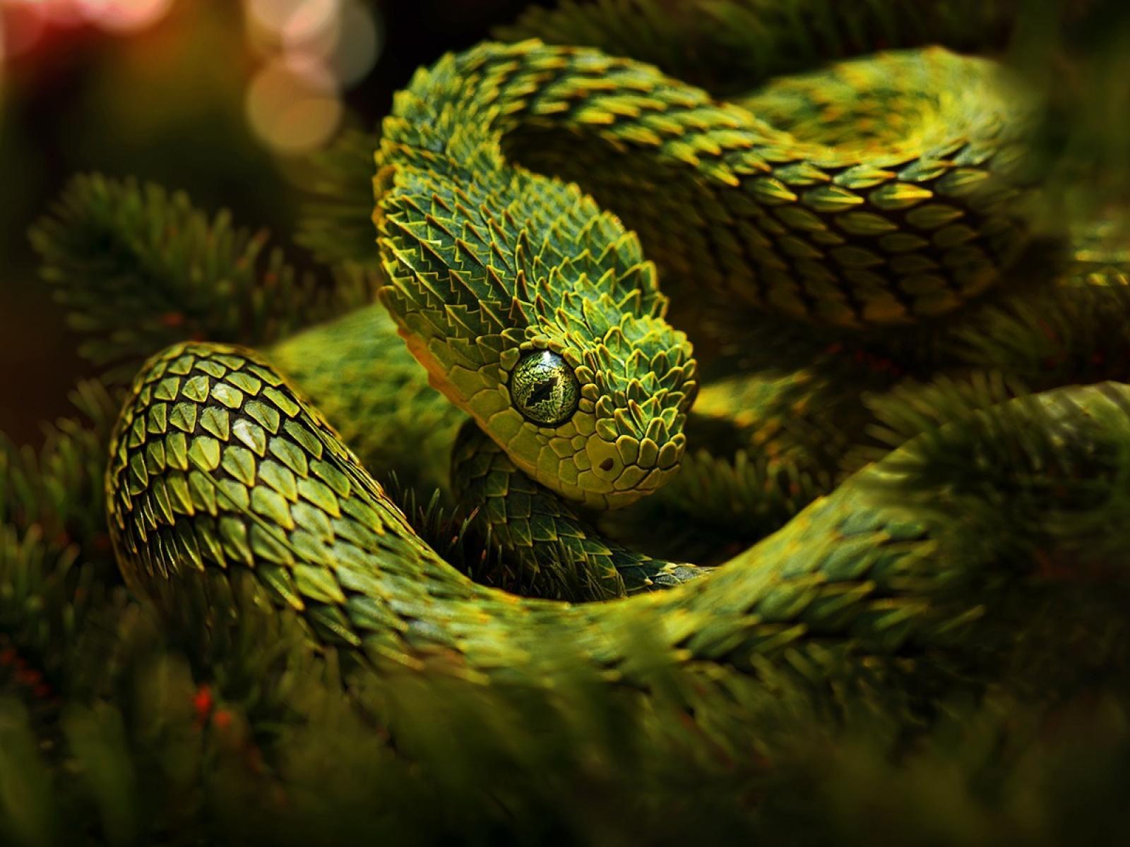 Animals Snakes Viper Reptiles World Wildlife Fund Wallpaper