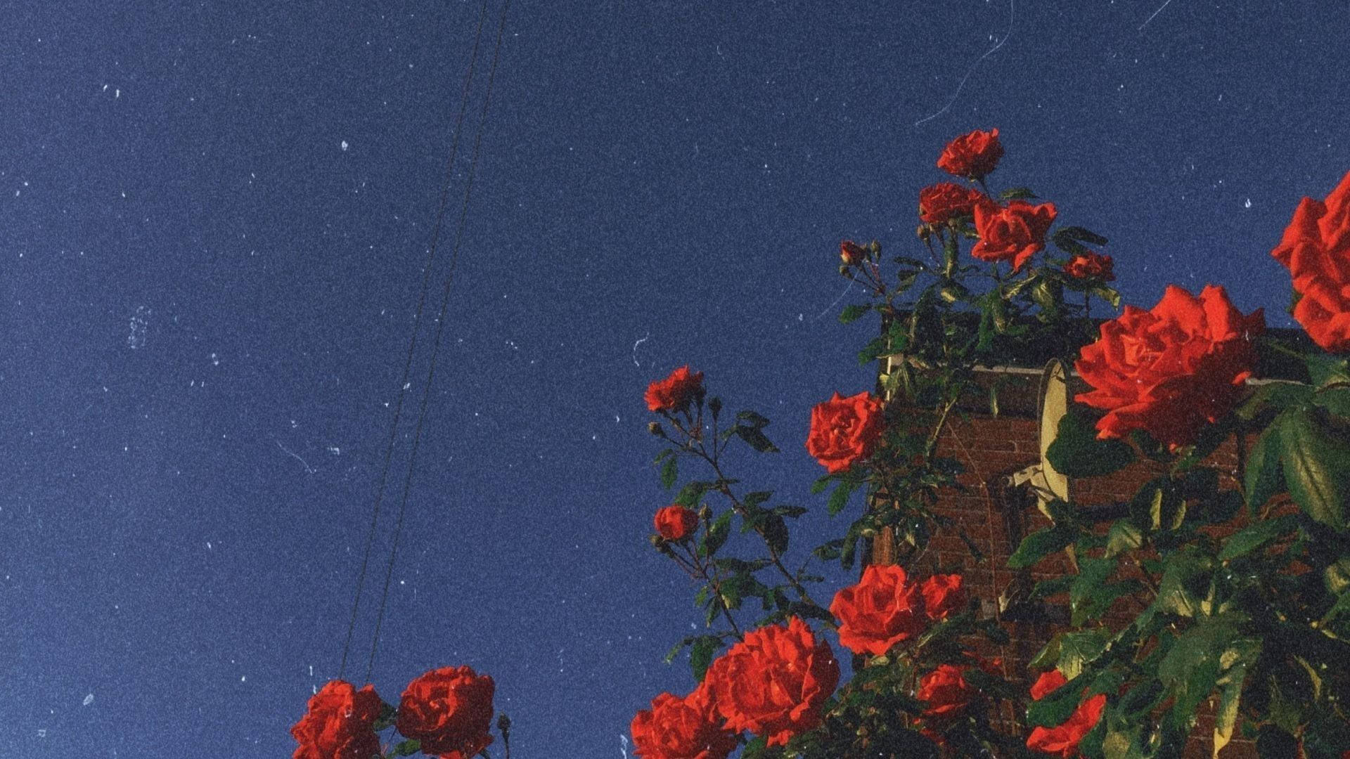 Flower Aesthetic Kfctug53jb5ovrov Wallpaper