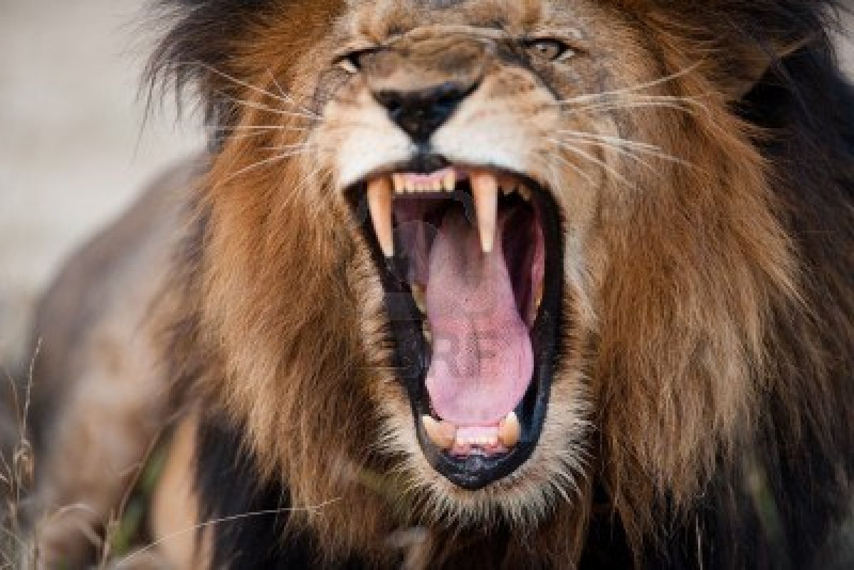Angry Roaring Lion HD Dekstop Wallpaper