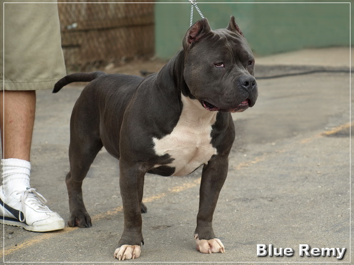 Blue Pitbulls Florida Jpg In Flordia Whether You Are