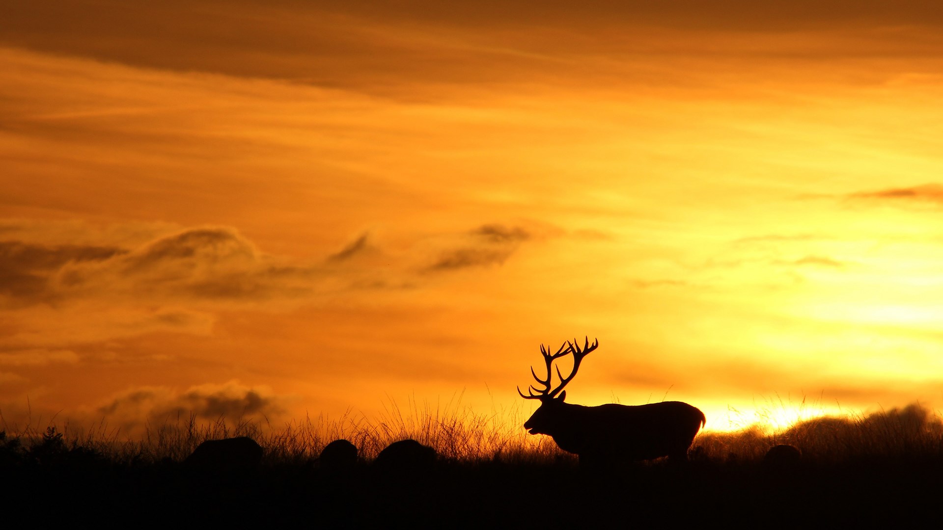 Deer Sunset HD Wallpaper