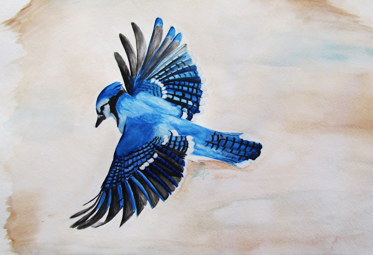 Blue Jay By Moralchaos