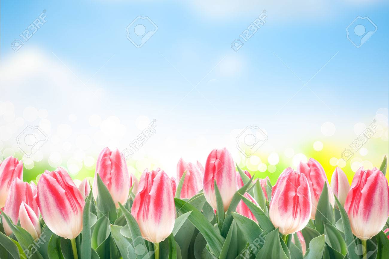 Free download Spring Tulips Flowers In Green Grass On Blue Sky ...