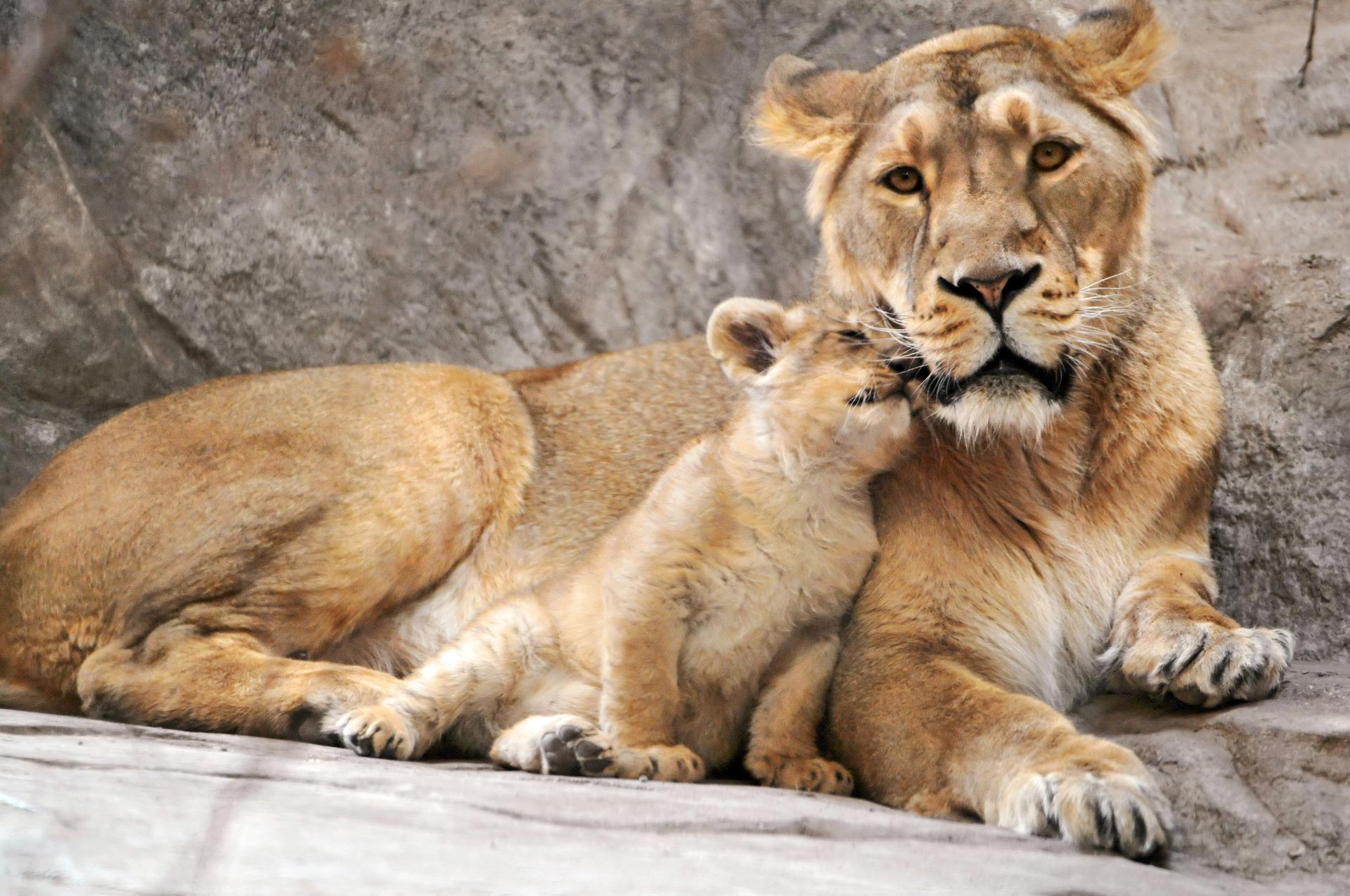 Lioness Background Wonderful Wallpaper