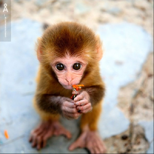 Best Cute Stuff Monkey