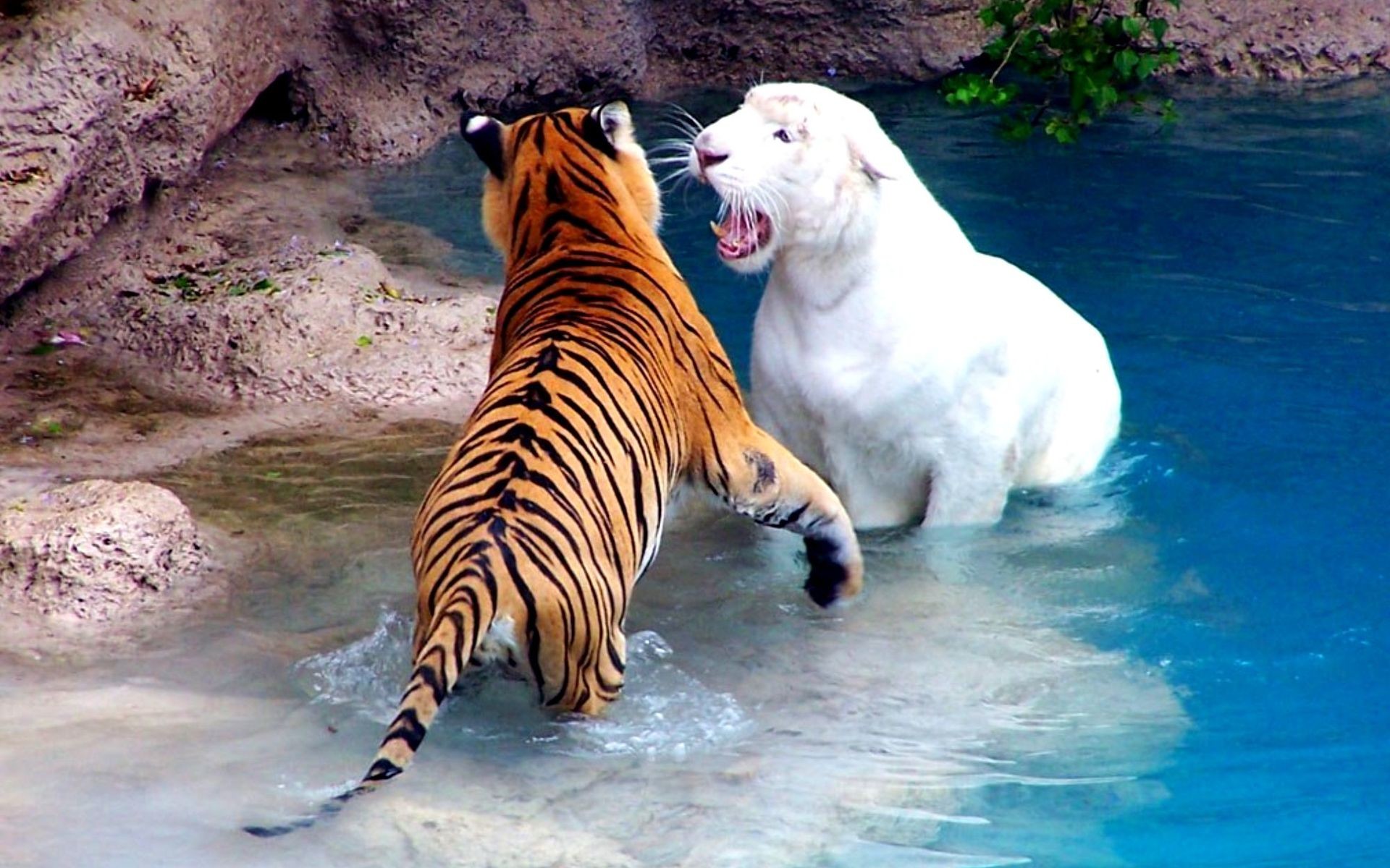 HD Tiger Background Image