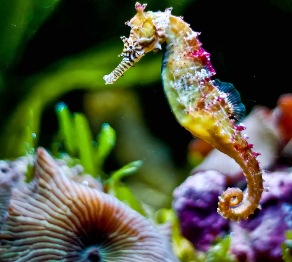 Seahorses HD Wallpaper Beautiful Animals Photography