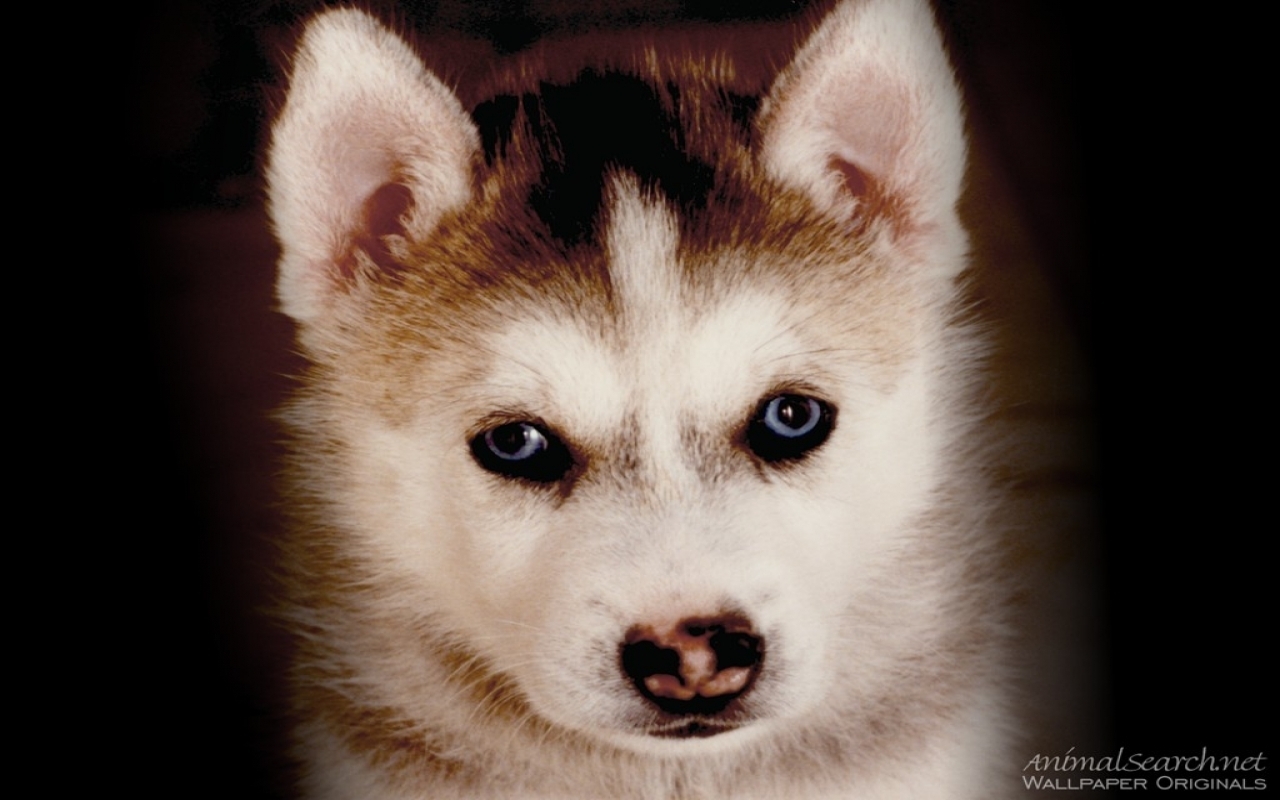 Husky Puppy   Dogs Wallpaper 13985219