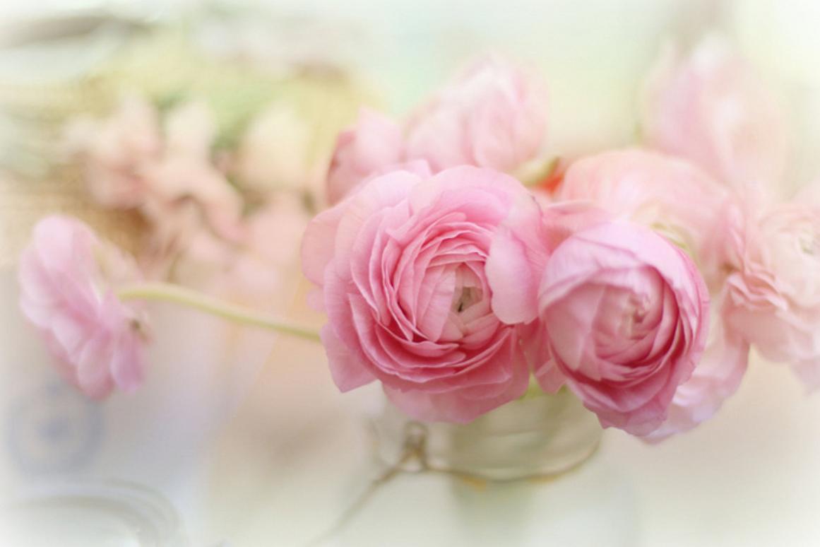 Soft Pink Flowers High Quality And Resolution Wallpaper