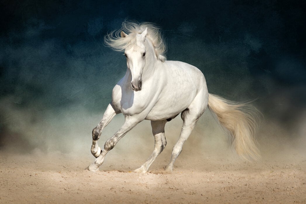 White Andalusian Horse high quality wall murals with free