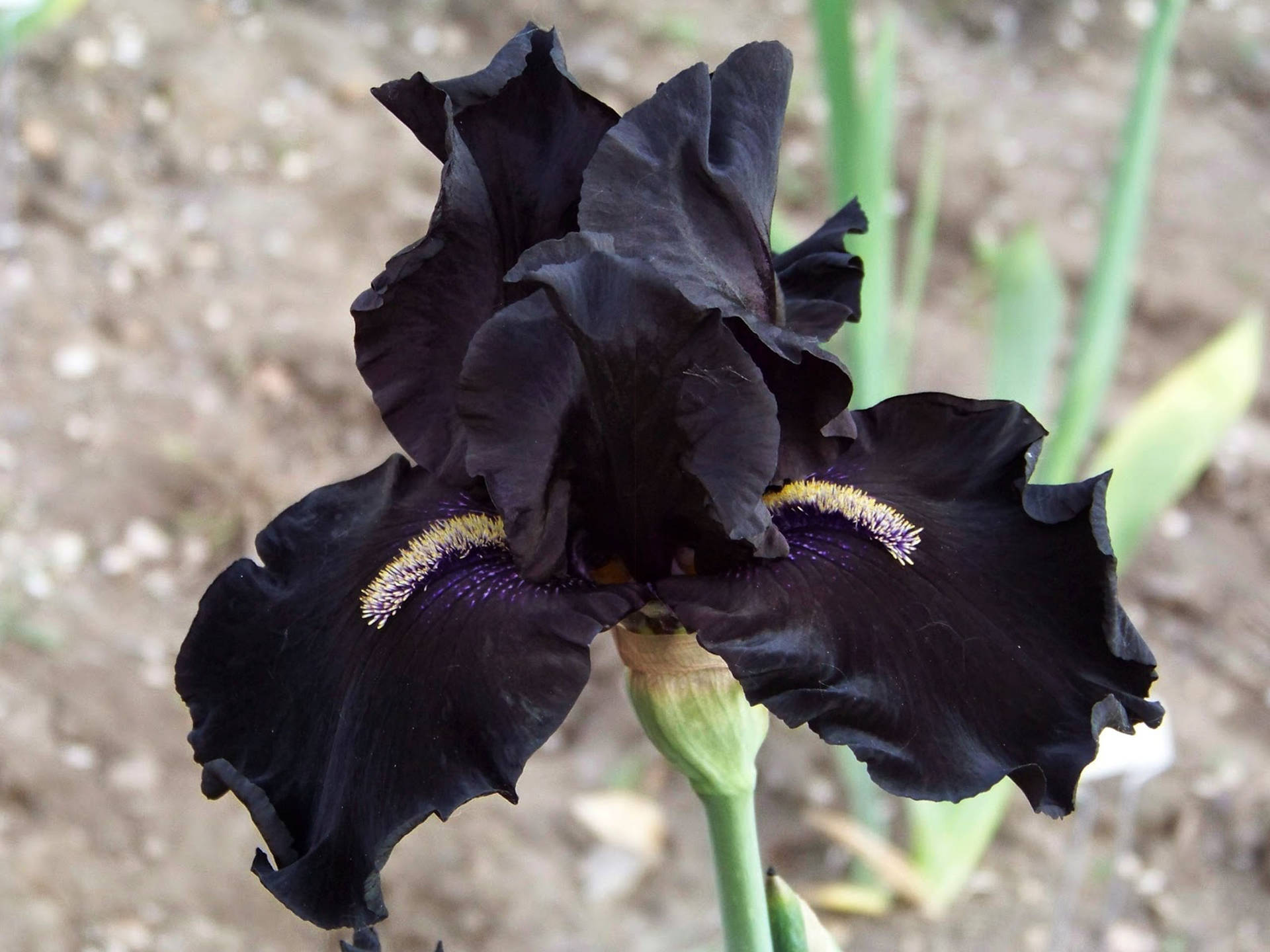Top Iris Flower Wallpaper Full HD 4k To Use